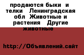 продаются быки  и  телки - Ленинградская обл. Животные и растения » Другие животные   